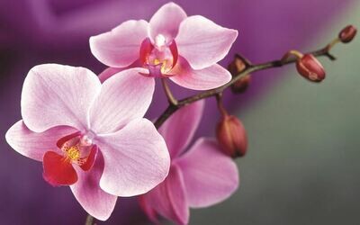 Orchidea Phalaenopsis 2 Steli Vaso 12