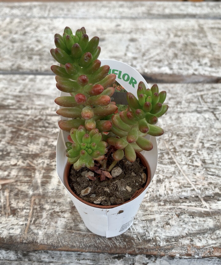 Pianta Grassa Sedum