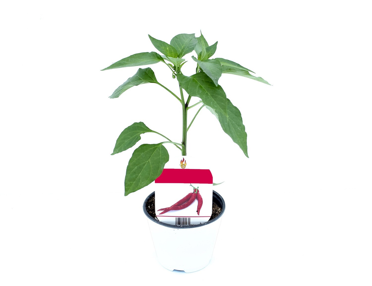 Peperoncino Nagaina Vaso 10
