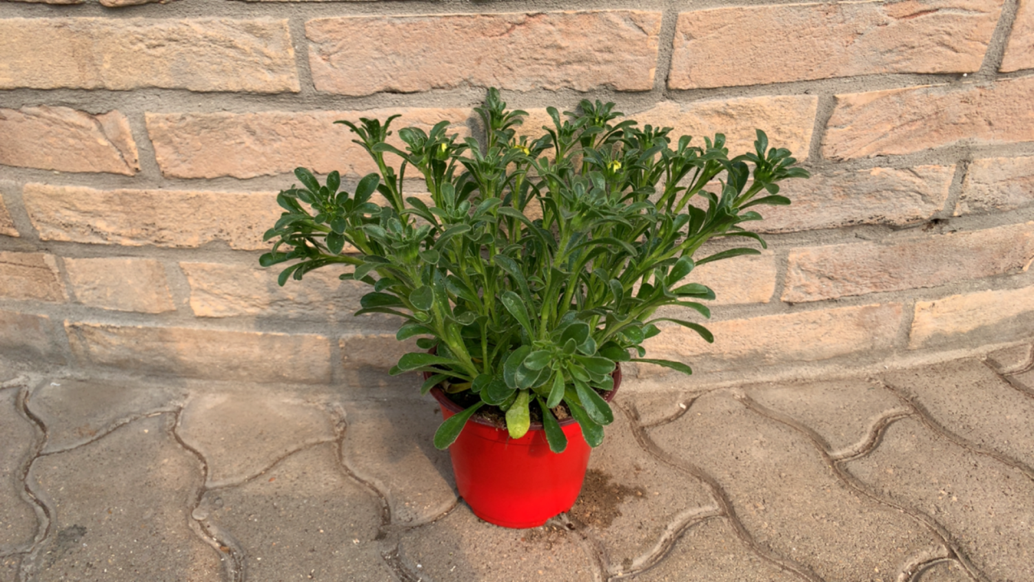 Asteriscus Vaso 14