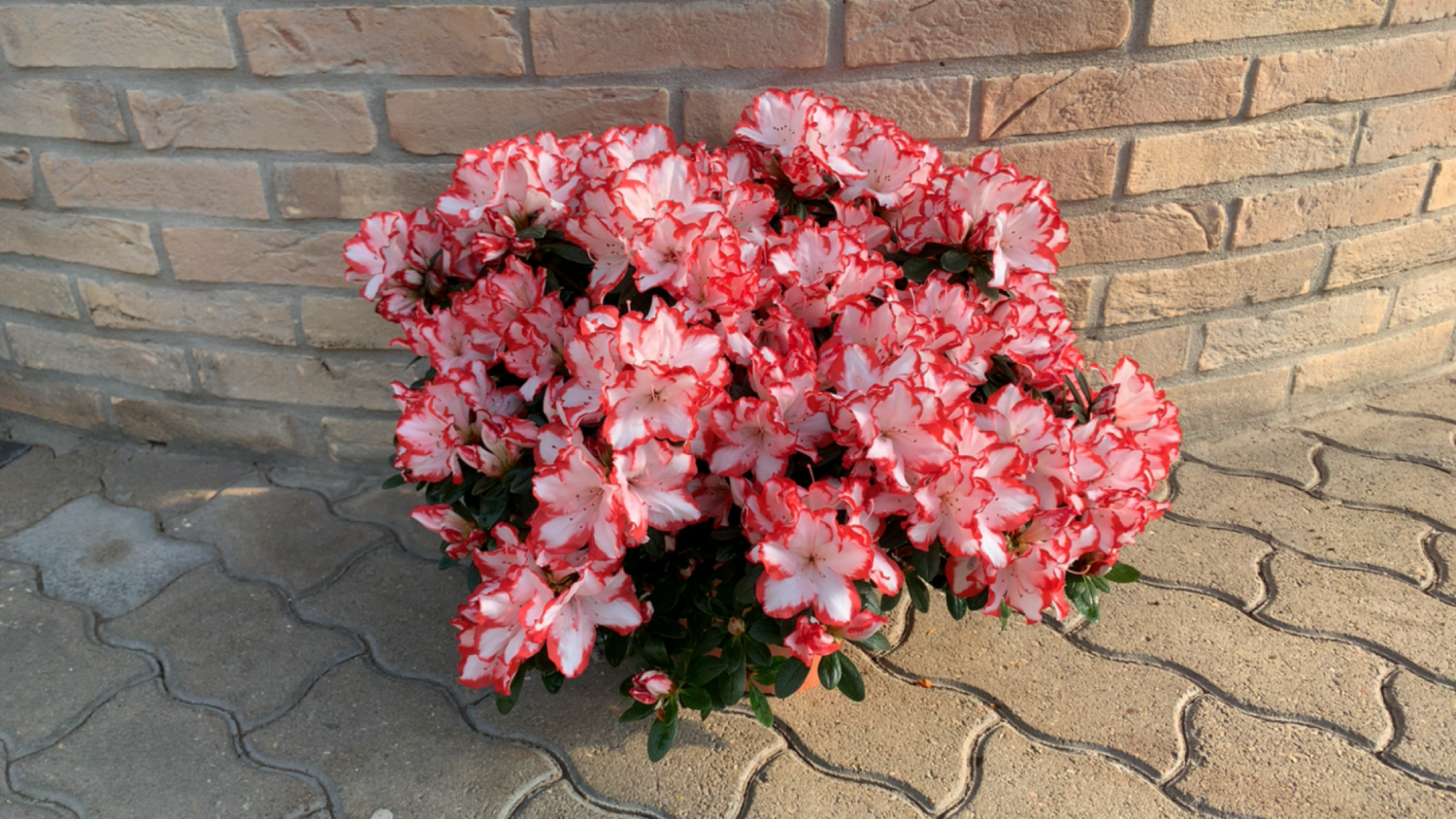 Azalea Vaso 20