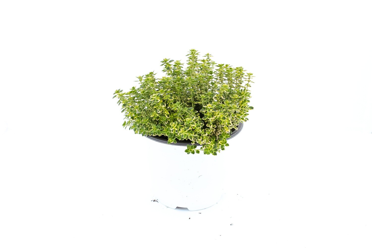 Timo Limone Vaso 14