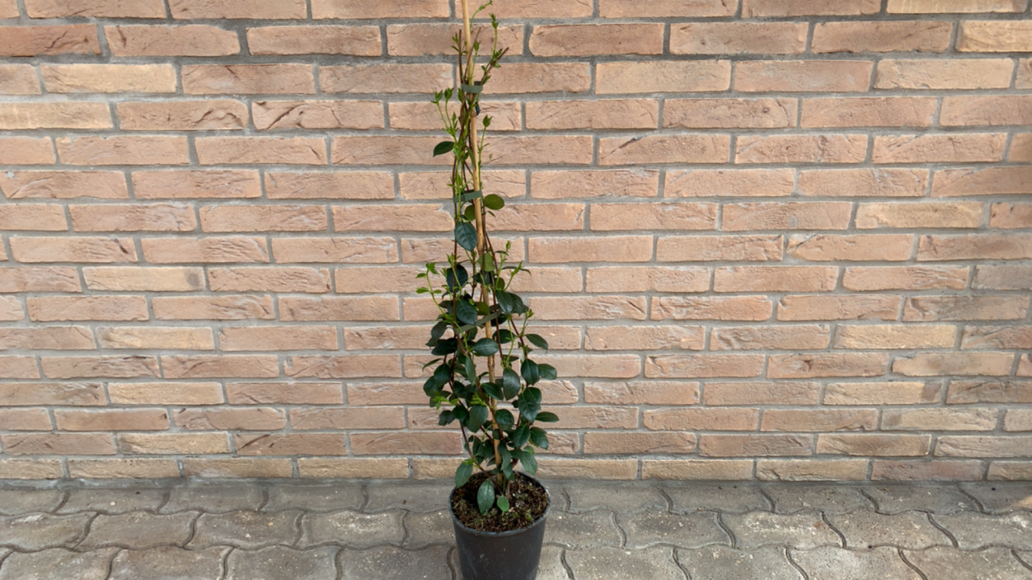 Rincospermum ( Gelsomino Selvatico ) H 1m ( Pianta Rampicante )