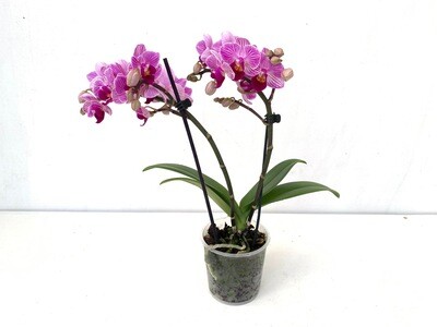 Orchidea Phalaenopsis Mini Vaso 9