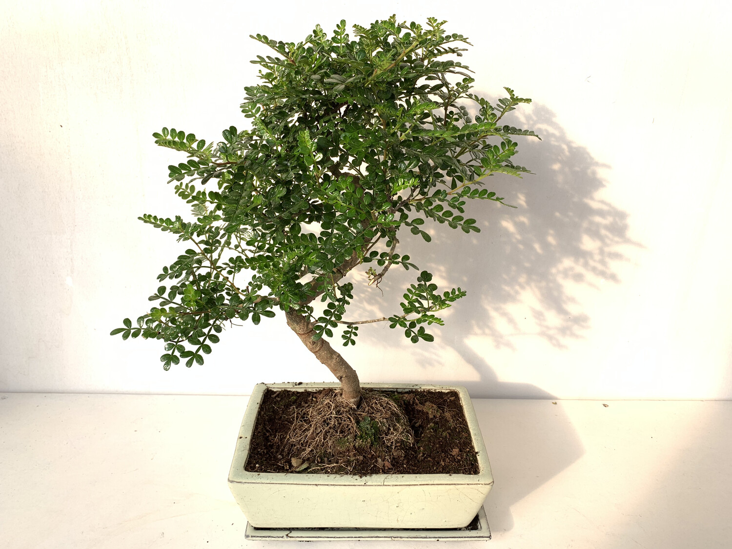 Bonsai Zelkova Grande