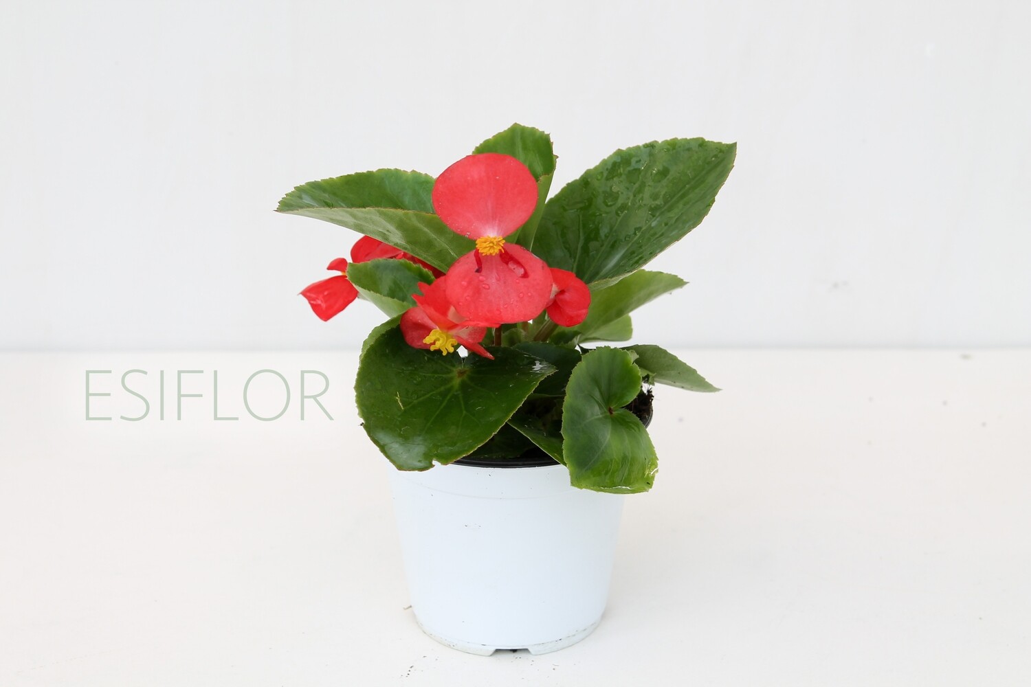 Begonia V.10