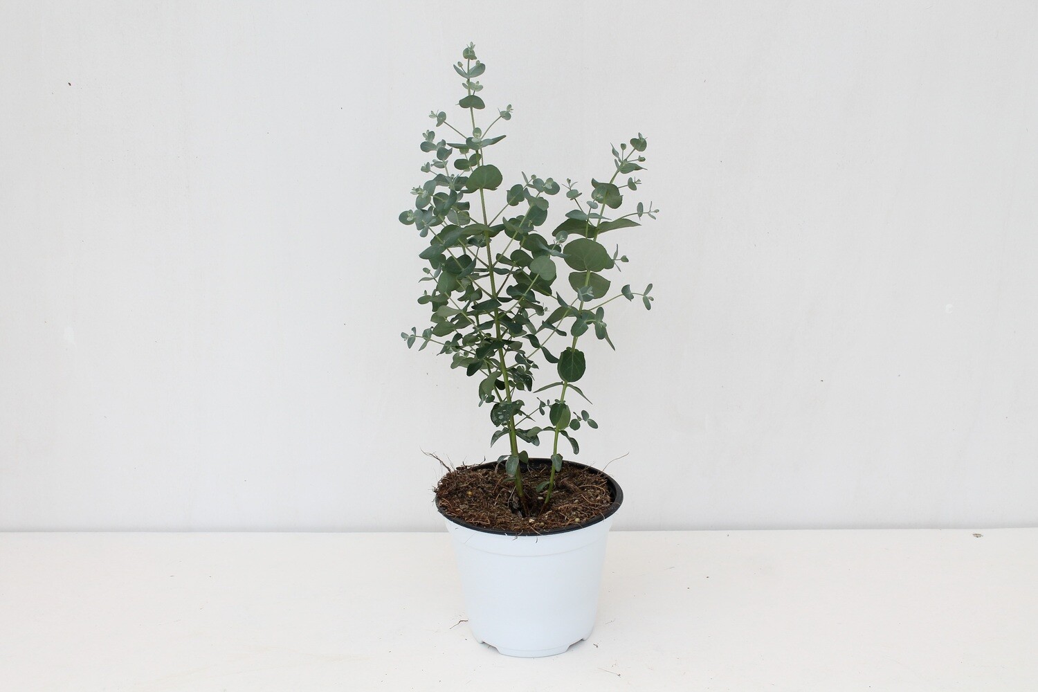 Eucalyptus Vaso 12