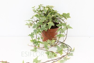 Edera ( Hedera ) Vaso 12