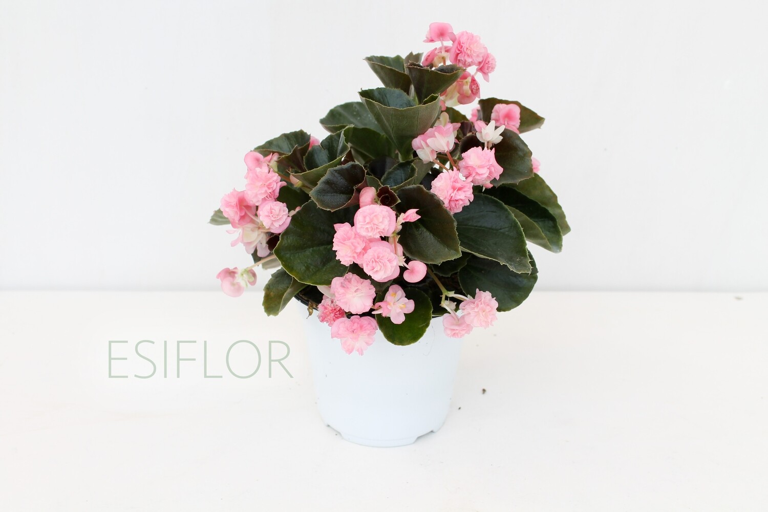 Begonia Gigante Fiore Doppio V.12