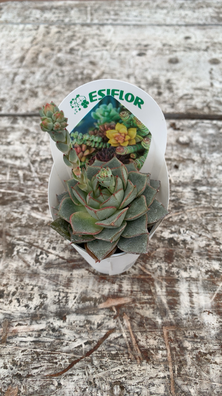 Pianta Grassa Ala