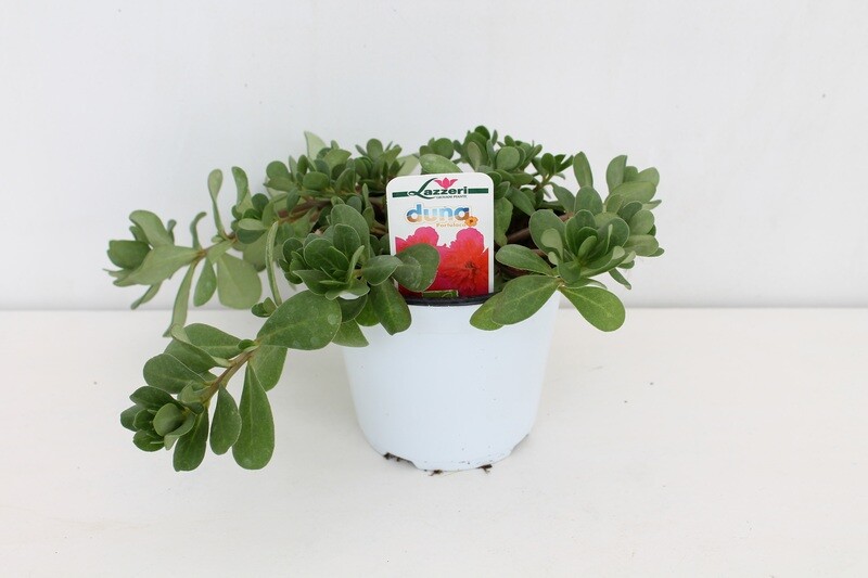 Portulaca Vaso 12