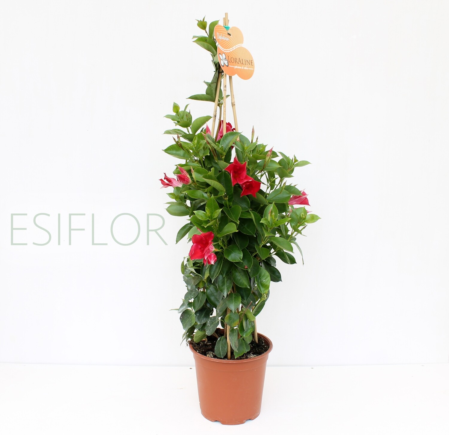 Dipladenia H50 ( Pianta Rampicante )