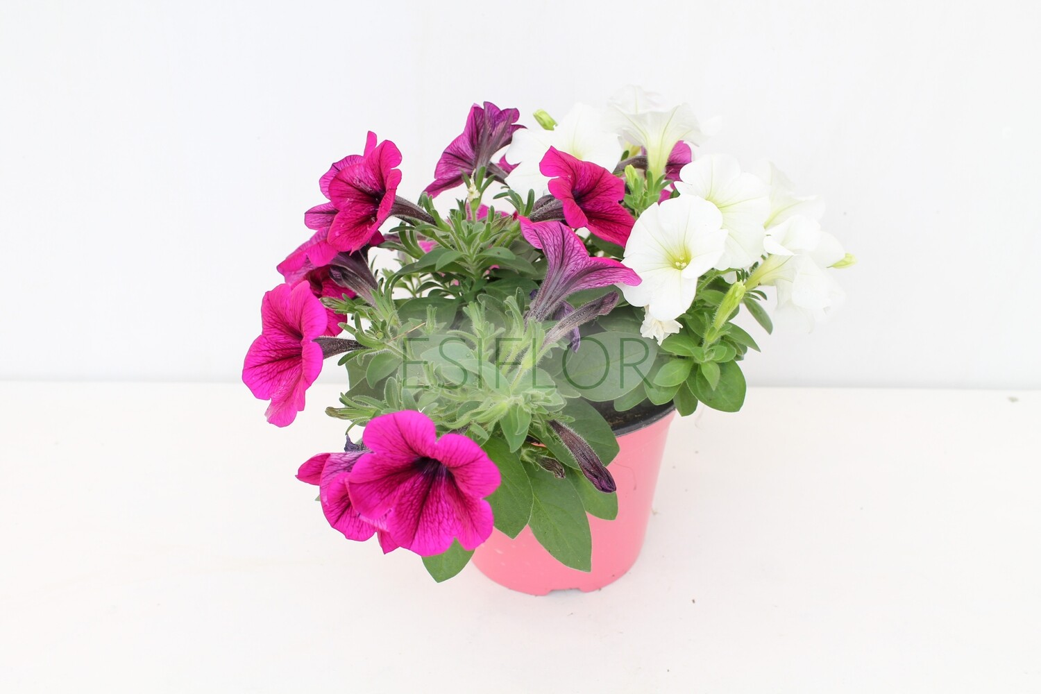 Potunia Ambo Vaso 14