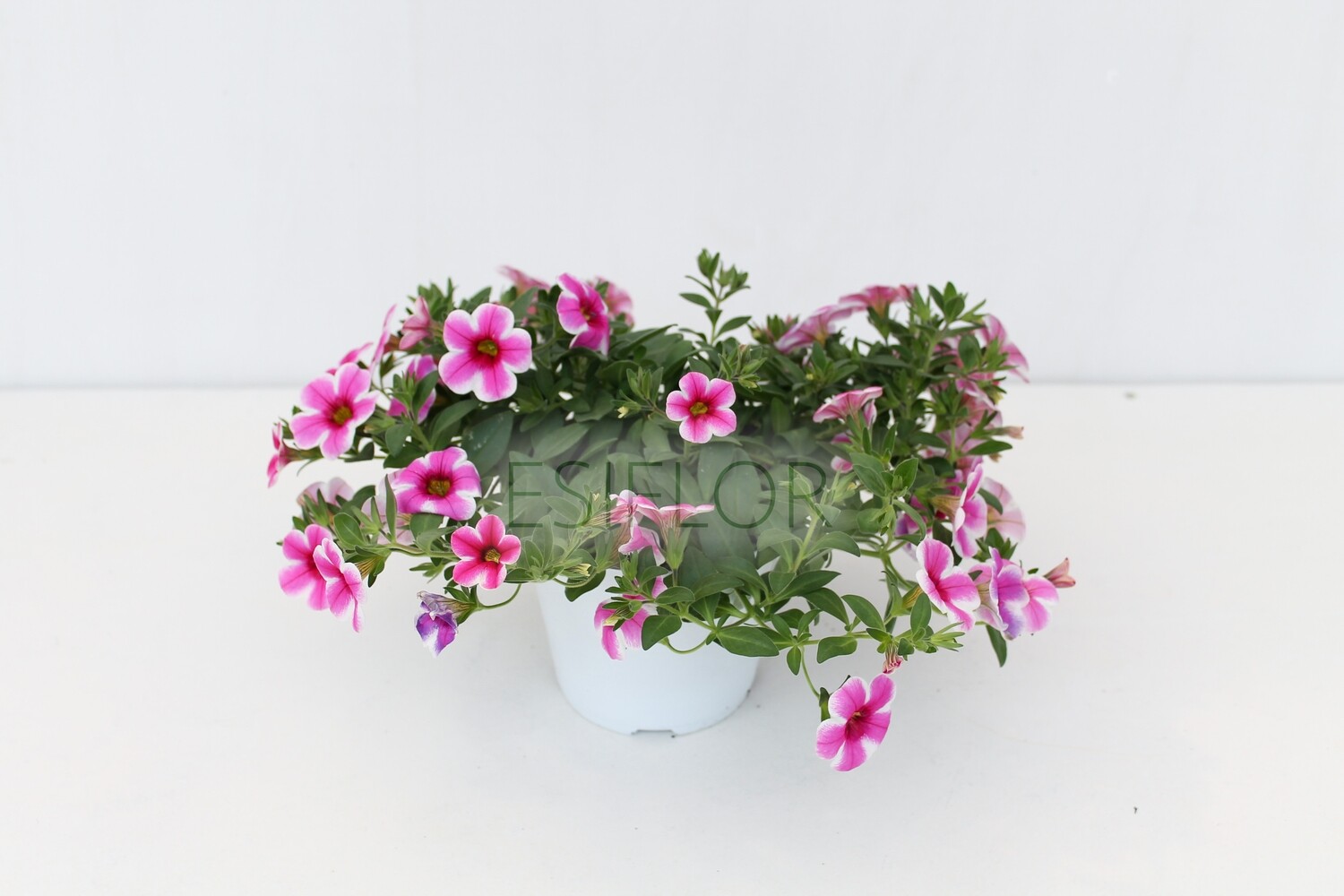 Calibrachoa (Million Bells) Vaso 12