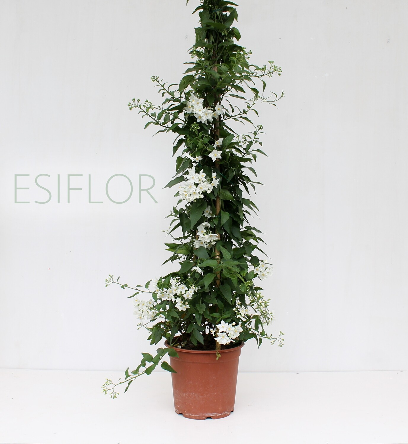 Solanum piramide