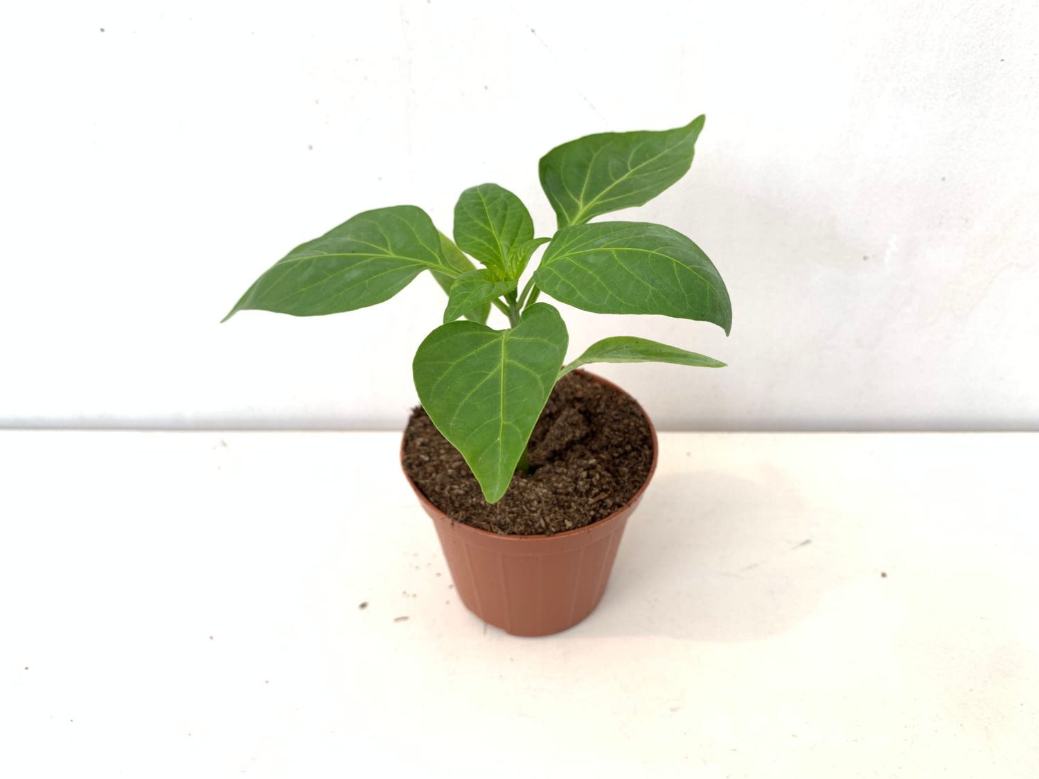 Peperone Innestato Corno Vaso 14