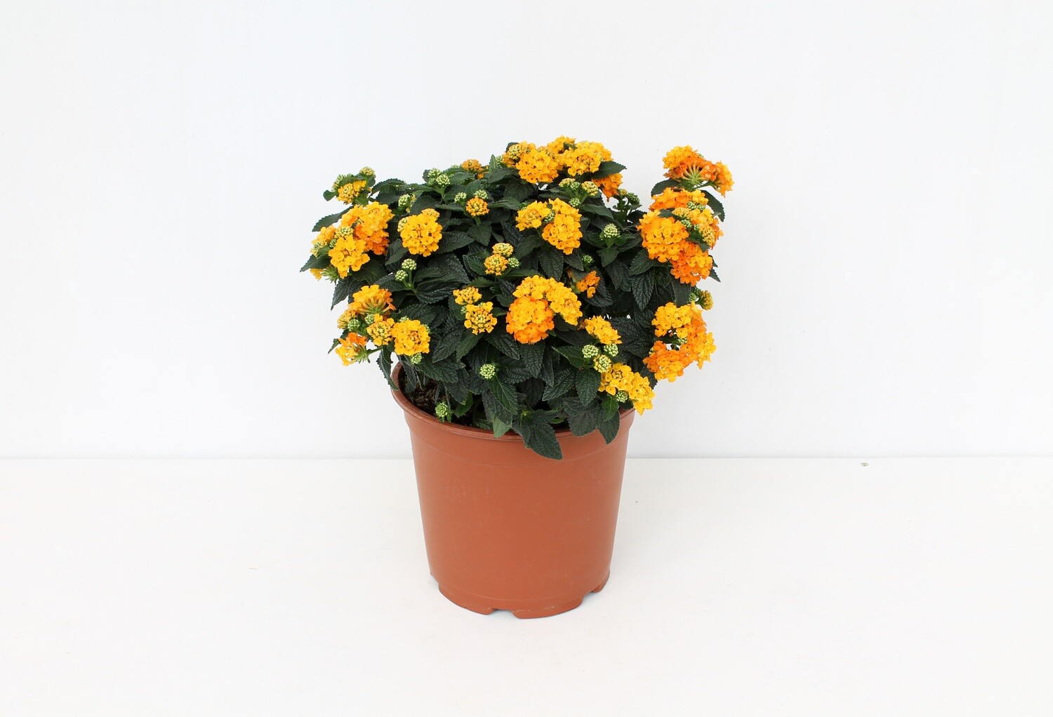 Lantana Vaso 12