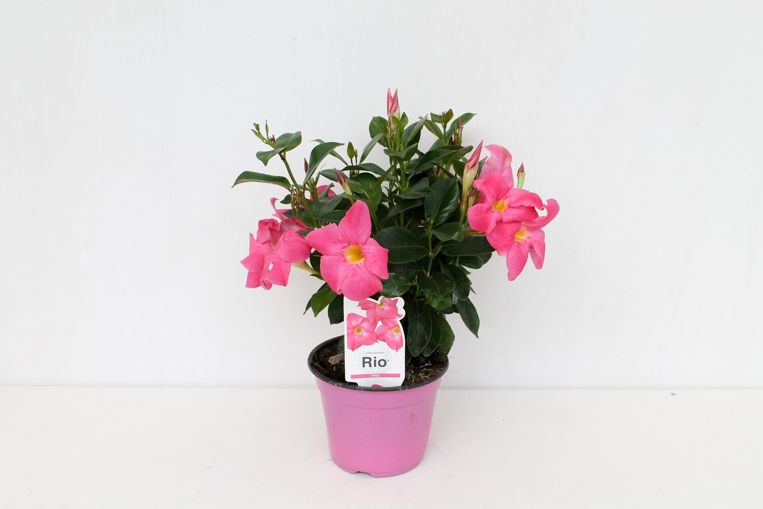 Dipladenia Vaso 14