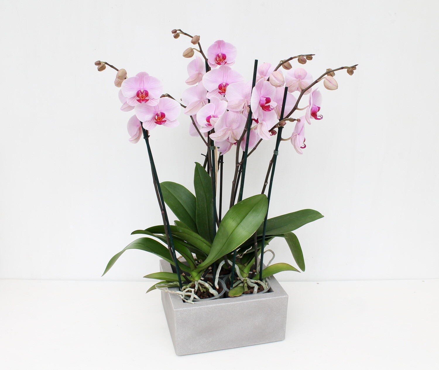 Orchidee Phalaenopsis in Vaso Quadro Resina