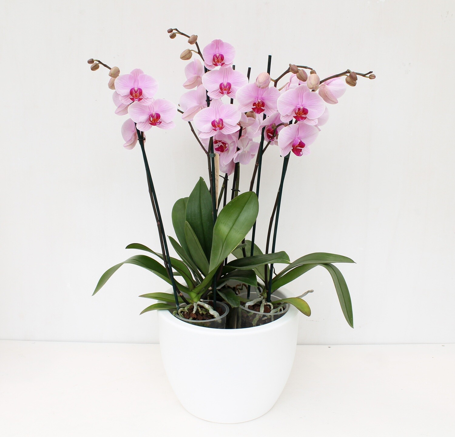Orchidee Phalaenopsis in Vaso Tondo Resina