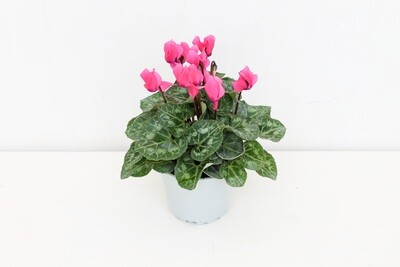 Ciclamino Mini Vaso 10 Plastica