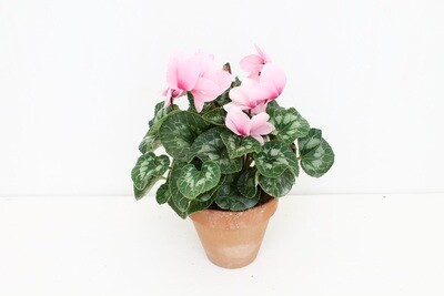 Ciclamino Vaso 15 Terracotta