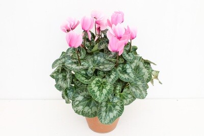 Ciclamino Midi Vaso 19 Terracotta