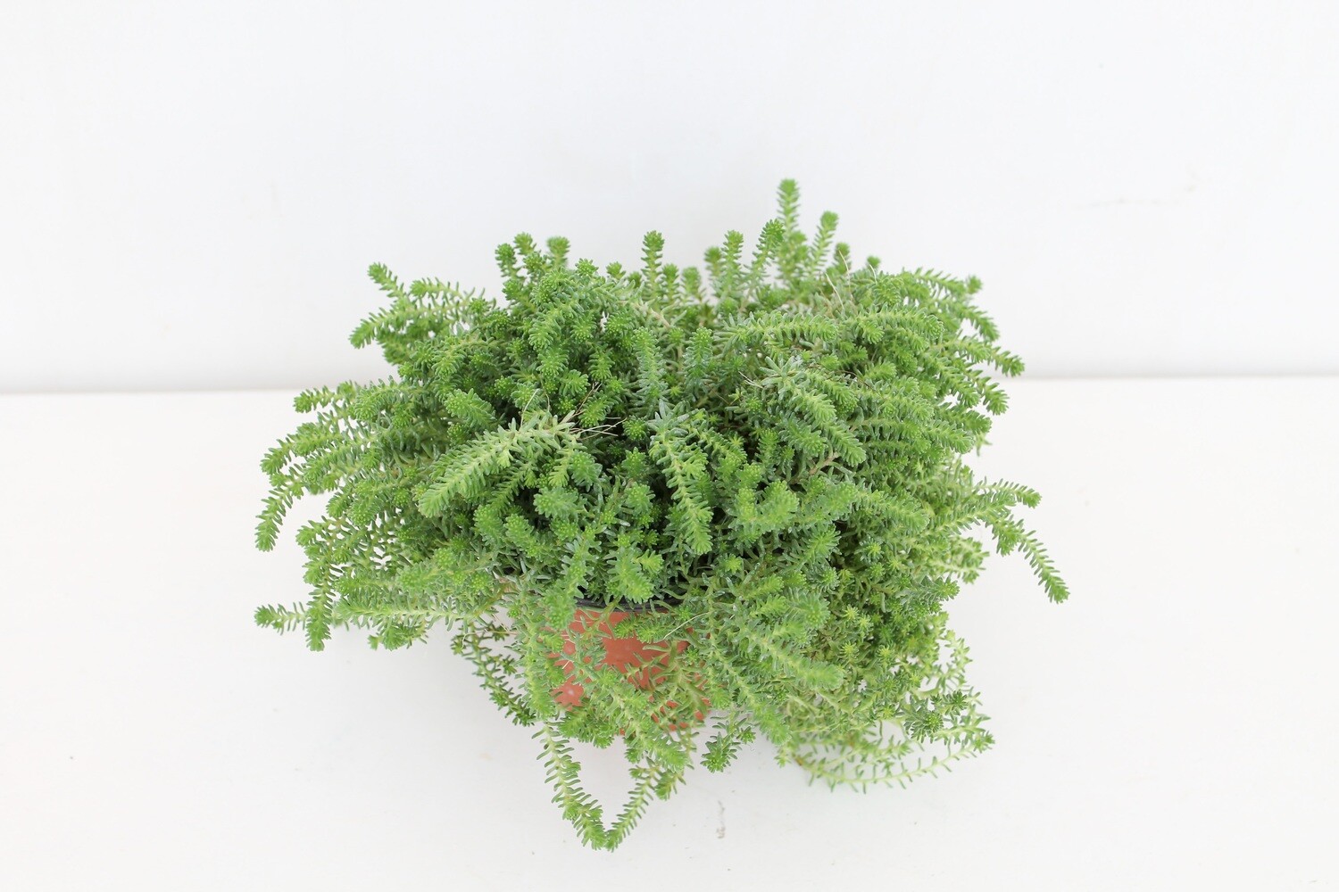 Sedum ( Green Combo )