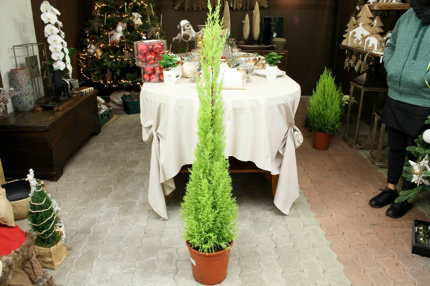 CUPRESSUS H.125 CM