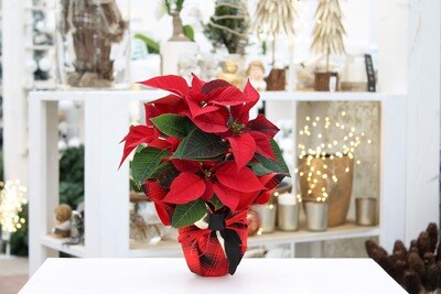 Stella di Natale Rossa V.10 Spuntata