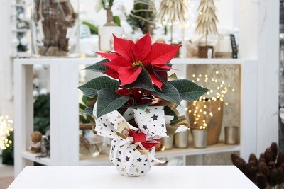 Stella di Natale Rossa V.10 Uniflora