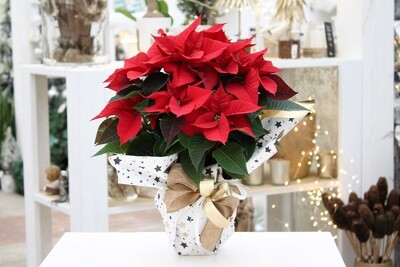 Stella di Natale Rossa V.13 in Terracotta