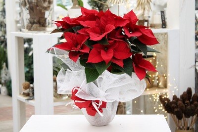 Stella di Natale Rossa V.15 in Terracotta