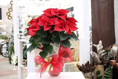 Stella di Natale Rossa V.17 in Terracotta