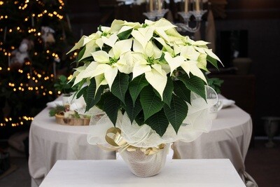 Stella di Natale Bianca V.13 in Terracotta