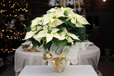 Stella di Natale Bianca V.15 in Terracotta