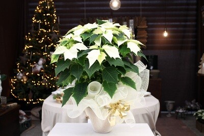 Stella di Natale Bianca V.17 in Terracotta