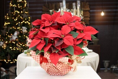 Stella di Natale in Ciotola 3V.12