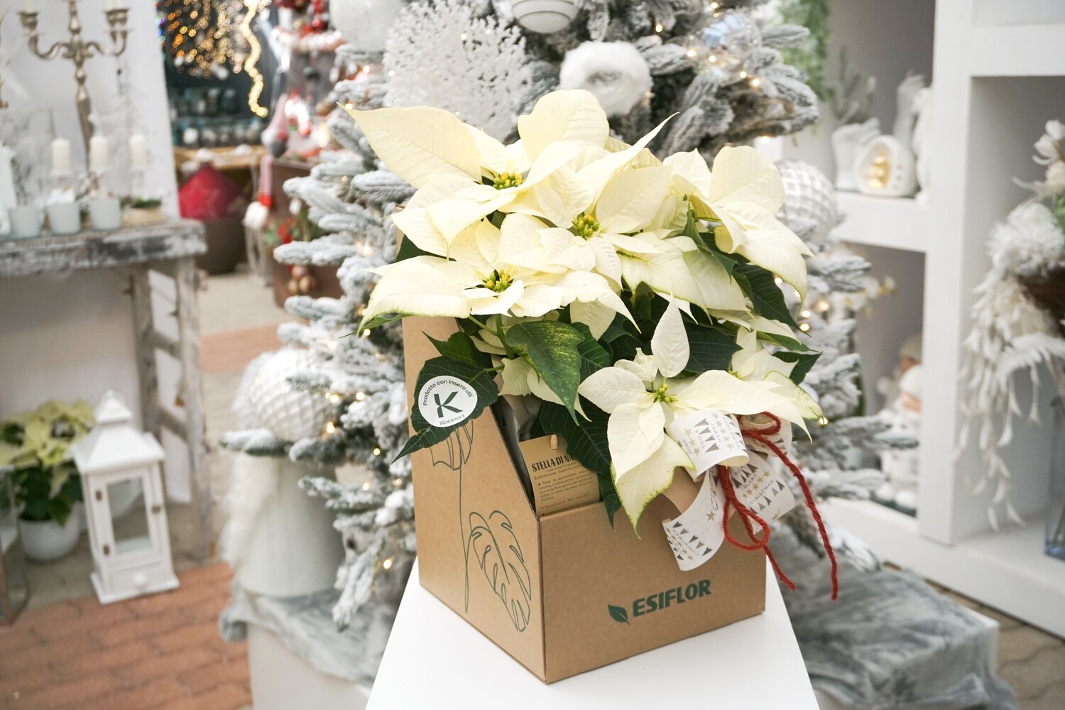 greenBOX S Stella di Natale Bianca