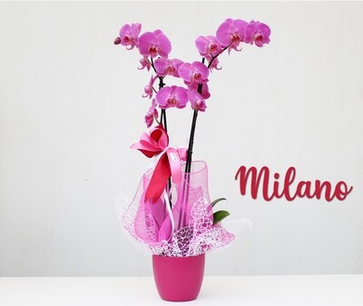 Orchidea Phalaenopsis 2 Steli Vaso 12