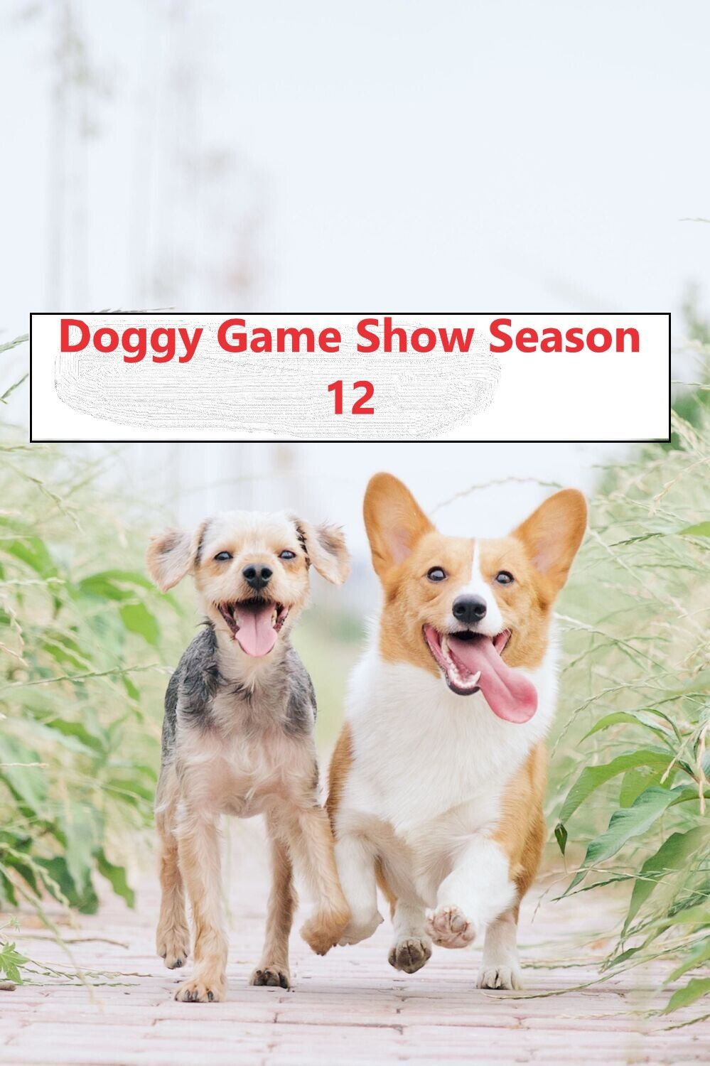 Doggy Game Show Season 12. Fridays 7:30pm (Starts June 7)
Trainer: Rebecca Gordineer