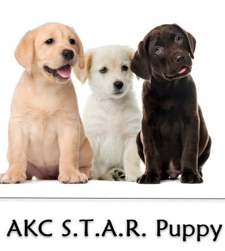 AKC S.T.A.R. Puppy Class LEVEL 1 FOR PUPS < 5 MONTHS! Wednesdays at 6:30pm (Starts  June 4) Trainer:  Jared DeCrosta