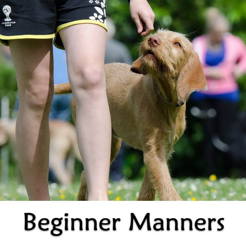 Beginner Manners. Tuesdays at 6:30pm (Starts  June 3) Trainer:  Nil O'Boyle
