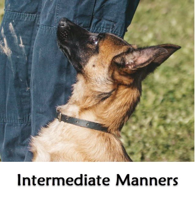 Intermediate Manners Tuesdays at 7:30pm (Starts March 4) Trainer:  Nil O'Boyle