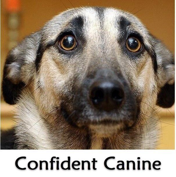 Confident Canine Tuesdays 7:30pm (Starts July 8) Trainer:  Nil O'Boyle