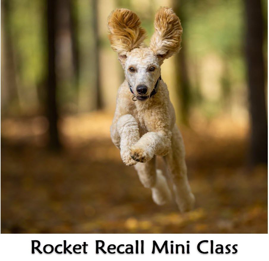 Rocket Recall! Mini Class. Wednesday 7:30pm (Starts August 6) Trainer:  Jared DeCrosta