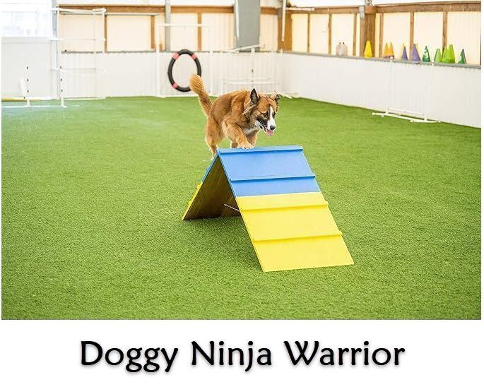 Doggy Ninja Warrior. Friday 6:30pm (Starts July 11)  Trainer:  Rebecca Gordineer