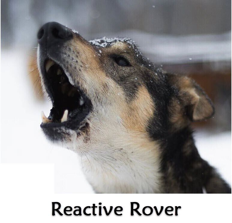 Reactive Rover Mini Class. Saturday 12:30pm (Starts June 7) Trainer:  Nil O'Boyle