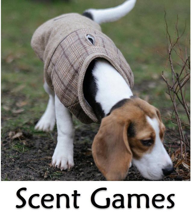 Scent Games Mini Class Monday at 7:30pm (starts July 7)  Trainer:  Lindsay Consiglio-Jackson