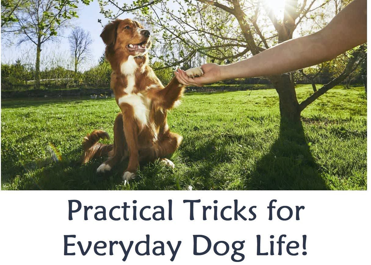 Practical TRICKS for Everyday Dog Life! Mini Class Mondays 7:30pm (Starts June 2) Trainer:  Lindsay Consiglio-Jackson